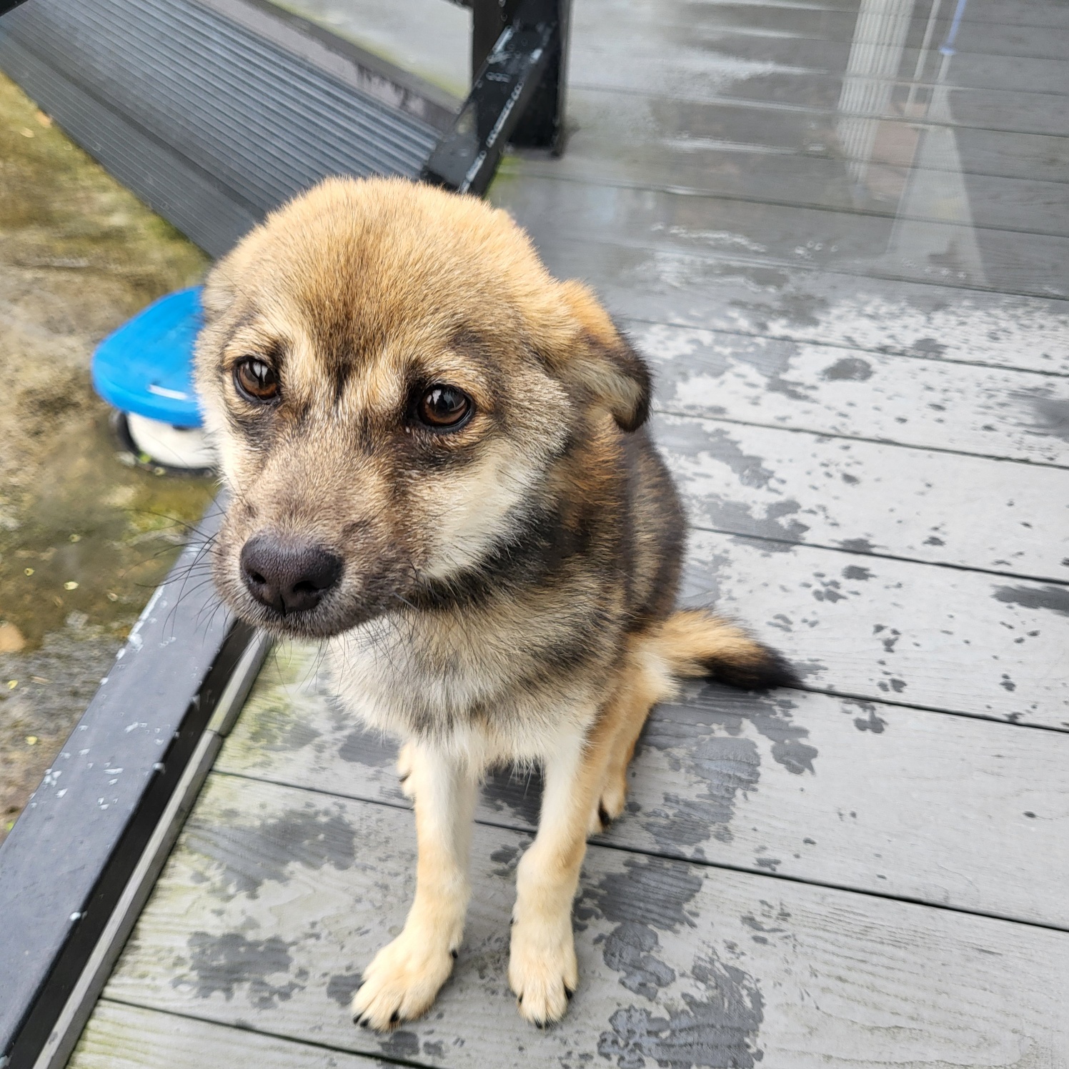 사천시 동물보호센터_448534202501778